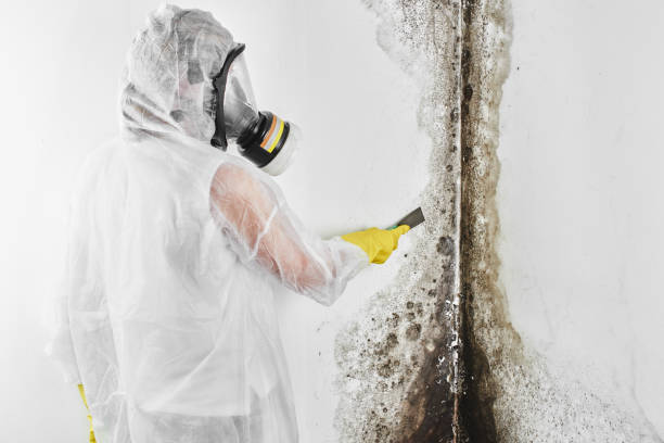 Certified Mold Removal in White Salmon, WA