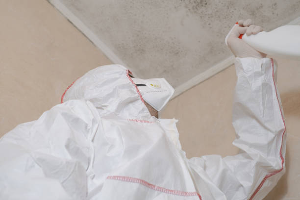 Professional Mold Removal in White Salmon, WA